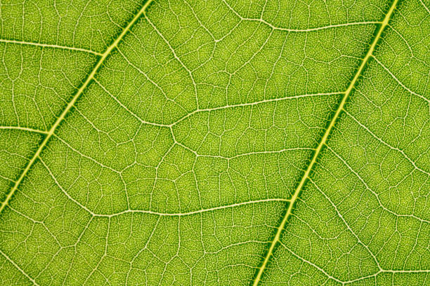 istock Macro photo of green tree leaf 1408710531