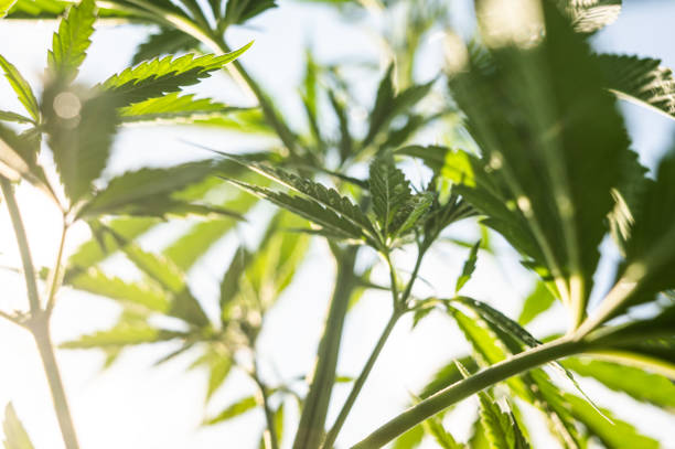 istock cannabis leaf background outdoor marijuana plant 1408710863