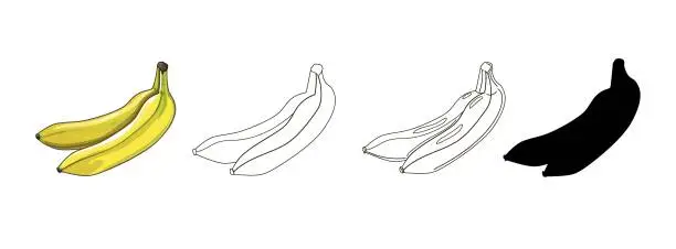 Vector illustration of Two bananas. Bananas in four variants - cartoon style, black silhouette, doodle and outline. Vector illustration, isolated on white background