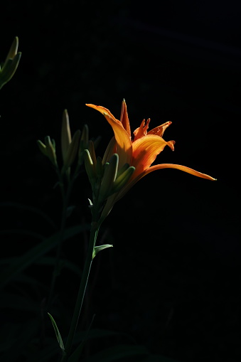 Liliaceae family

Selective focus on an orange lily in a flower bed on a summer morning in Surrey, British Columbia.