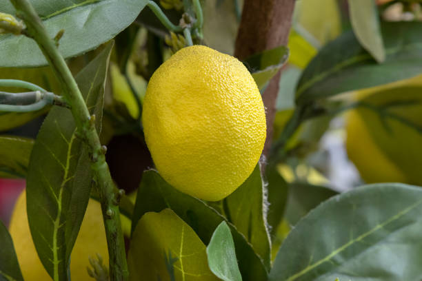 istock Close Up Of A Citrus Tree At Amsterdam The Netherlands 1408712496