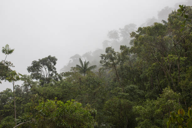 istock Atlantic forest in the fog 1408713090