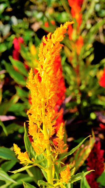istock Beautiful saplings of Celosia argentea also known as plumed cockscomb or silver cocks comb or troublesome weed from nursery garden. 1408713322