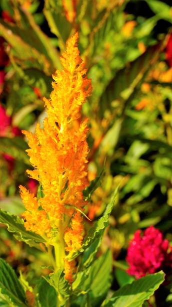 istock Beautiful saplings of Celosia argentea also known as plumed cockscomb or silver cocks comb or troublesome weed from nursery garden. 1408713323