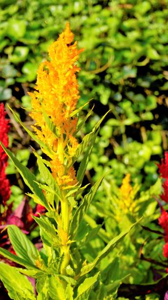 istock Beautiful saplings of Celosia argentea also known as plumed cockscomb or silver cocks comb or troublesome weed from nursery garden. 1408713340