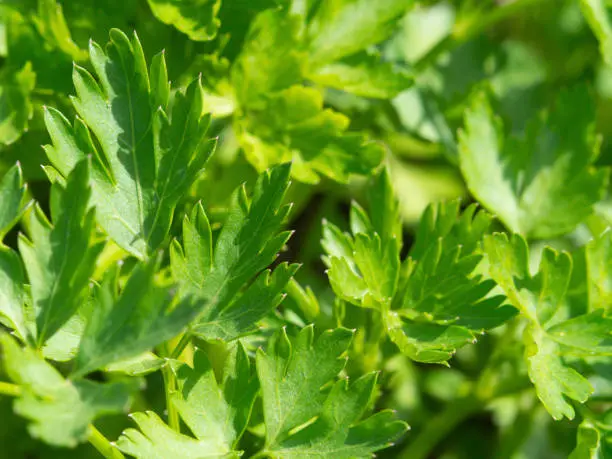 Organic Parsley. Plantation of greenery close-up-Food background of green leaves. Fresh ingredients : parsley. Macro Parsley Garden Herb Close Up