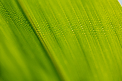 Western Colorado Desert and Agricultural Outdoors Southwest USA Natural Environment Textures and Backgrounds Macro Nature Field Corn Stalk Leaf Photo Series