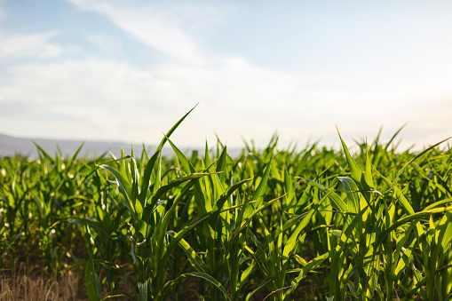 Young Field Corn Plants Summer Grain Fields in Rural Western Colorado Southwestern USA Agricultural Crops Photo Series
