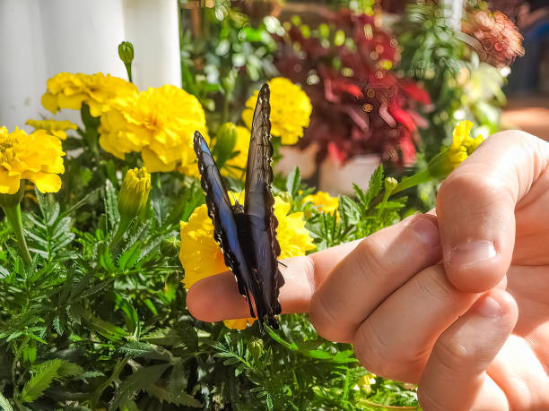 Butterfly on man's hand. Peaceful scene. stock photo