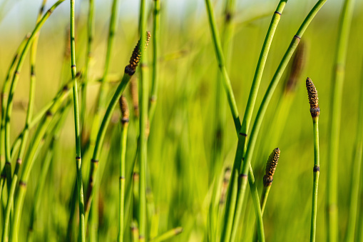 Western Colorado Desert and Agricultural Outdoors Southwest USA Natural Environment Textures and Backgrounds Macro Nature Equisetum Hyemale Green Stems Horsetail Reed Photo Series