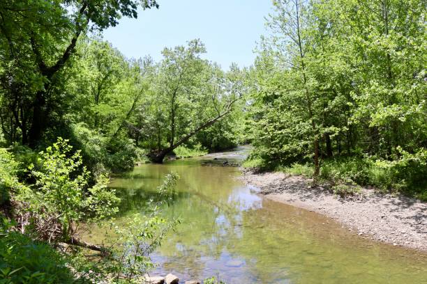 istock Creek in the Woods 1408715013