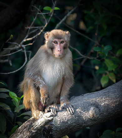 A closeup shot of a baby gibbon with captivating dark eyes looking at the camera