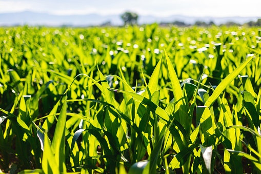 Young Field Corn Plants Summer Grain Fields in Rural Western Colorado Southwestern USA Agricultural Crops Photo Series
