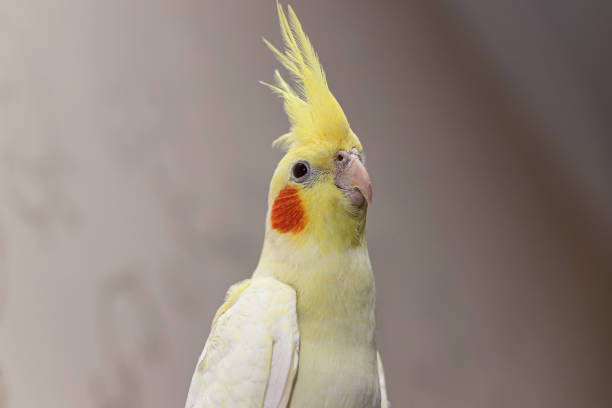 istock A yellow corella domestic parrot sits by its cage 1408715196