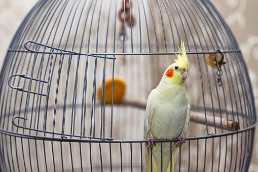 A yellow corella domestic parrot sits by its cage in the room.