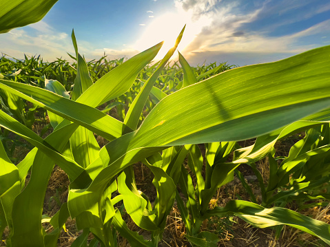 Early Summer Corn Fields in Rural Western Colorado Southwestern USA Photo Series