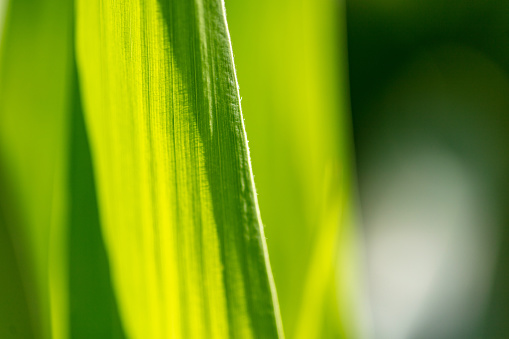 Western Colorado Desert and Agricultural Outdoors Southwest USA Natural Environment Textures and Backgrounds Macro Nature Field Corn Stalk Leaf Photo Series