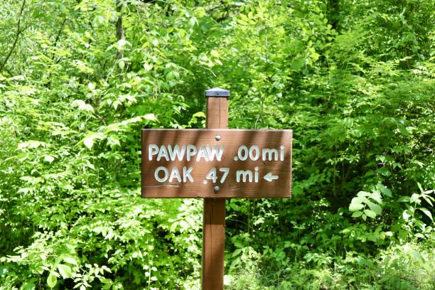 istock Old Brown Wood Trail Sign 1408716603