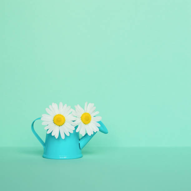 istock Chamomile in a watering can on a light mint background. Summer concept. 1408716668