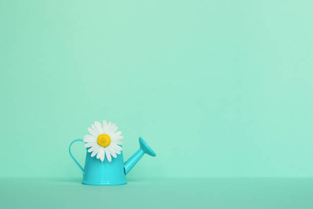 istock Chamomile flower in a blue watering can on a light mint background. Summer concept. 1408716669