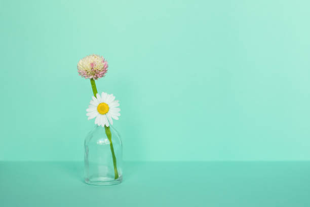 istock Chamomile and clover flower in a glass vase on a light mint background. Minimalistic summer concept. 1408716683