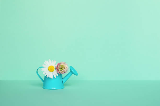 istock Chamomile and clover flower in a watering can on a light mint background. Summer concept. 1408716687