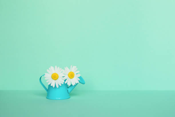 istock Chamomile in a watering can on a light mint background. Summer concept. 1408716688