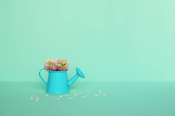 istock Clover flower and chamomile petals on a light mint background. Summer concept. 1408716698