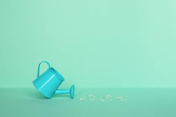 istock Blue watering can and chamomile petals on a light mint background. Summer concept. 1408716705