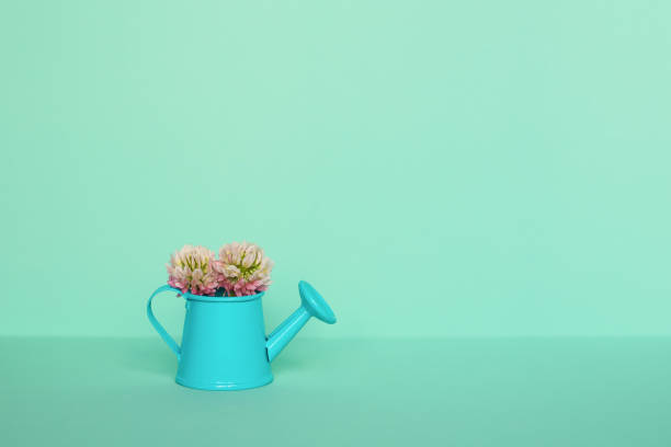 istock Clover flower in a watering can on a light mint background. Summer concept. 1408716723