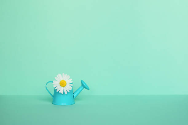 istock Chamomile flower in a blue watering can on a light mint background. Summer concept. 1408716734