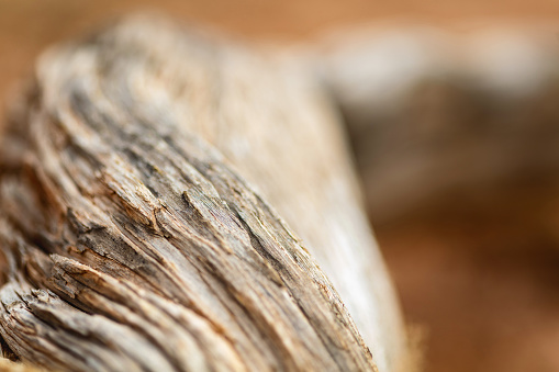 Weathered Cedar Tree - Western Colorado Outdoors Southwest USA Natural Environment Textures and Backgrounds Macro Nature Photo Series
