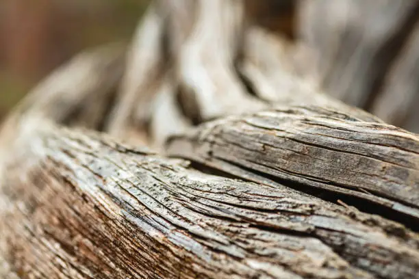 Western Colorado Desert and Agricultural Outdoors Southwest USA Natural Environment Textures and Backgrounds Macro Nature Weathered Cedar Tree Photo Series