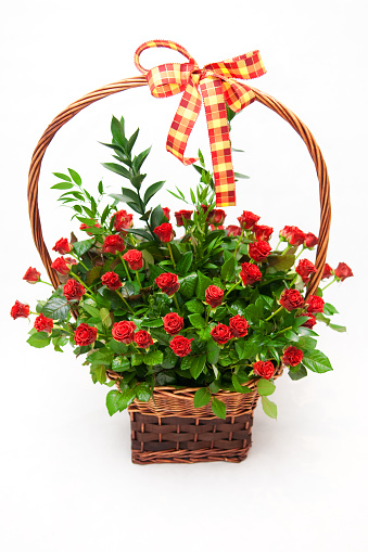 Basket of roses isolated on white background