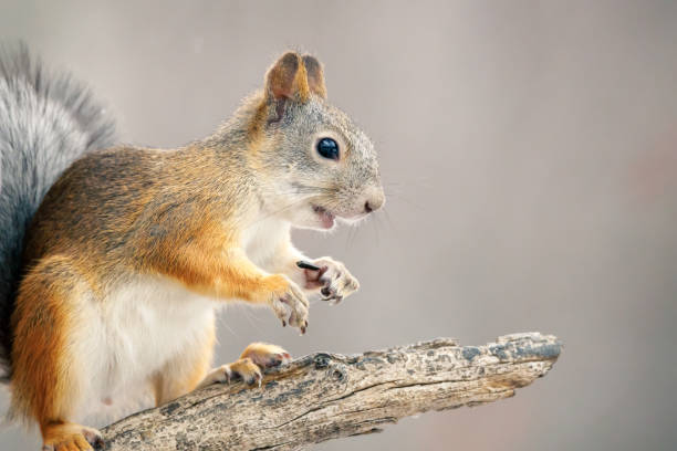 istock squirrel with open mouth eats seeds, lobes with large claws 1408726161