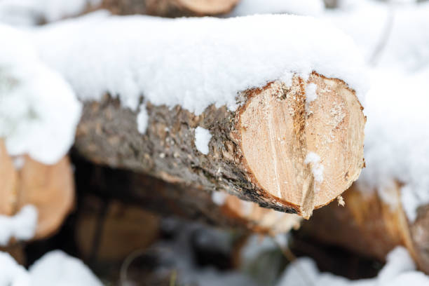 istock pine trees felled in the snow 1408726171