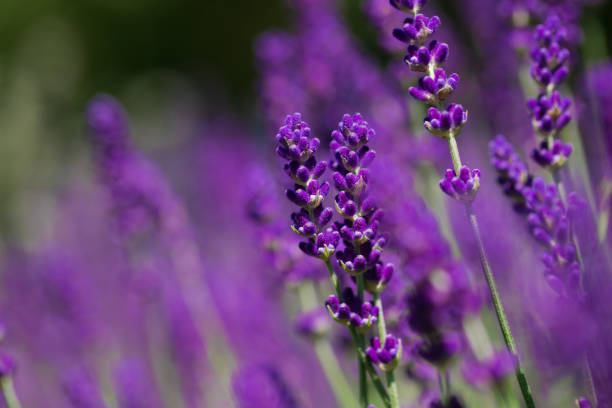 istock Blooming fragrant lavender flowers on a field.. 1408729904