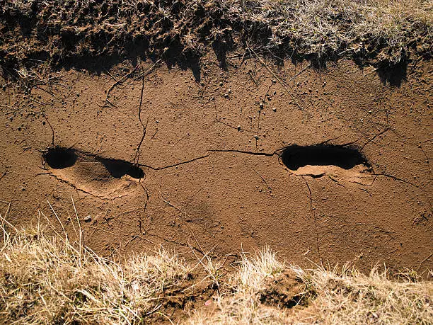 Photo of Footprints in cracked soil