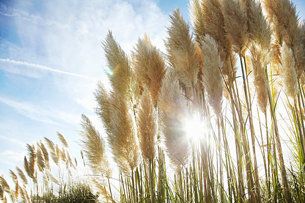 Close up of stalks of wheat outdoors  pampas photos stock pictures, royalty-free photos & images