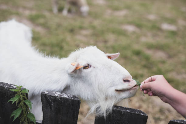 istock Goat, Feeding the goat, Farm, Cap 1408734678