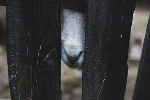 Sheep in the yard. Poland.