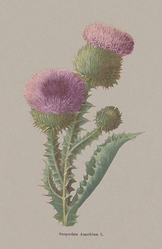 Autumn flowers (Asteraceae): Cotton thistle (Onopordum acanthium). Chromolithograph after a drawing by Jenny Schermaul (Czech painter (1828 - 1909), published in 1886.