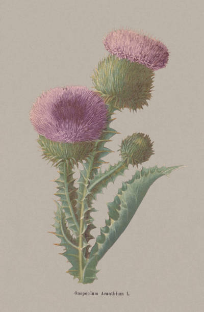 Cotton thistle (Onopordum acanthium), chromolithograph, published in 1886 Autumn flowers (Asteraceae): Cotton thistle (Onopordum acanthium). Chromolithograph after a drawing by Jenny Schermaul (Czech painter (1828 - 1909), published in 1886. Scottish Thistle stock illustrations