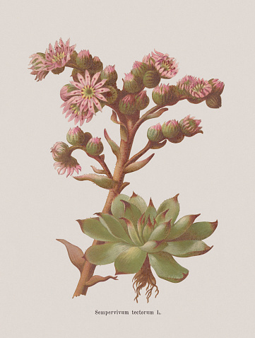 Autumn flowers (Crassulaceae): Houseleek (Sempervivum tectorum). Chromolithograph after a drawing by Jenny Schermaul (Czech painter (1828 - 1909), published in 1886.
