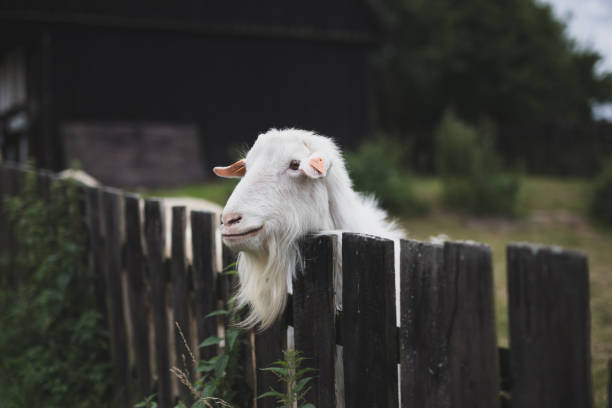 istock Goat, Feeding the goat, Farm, Cap 1408735435