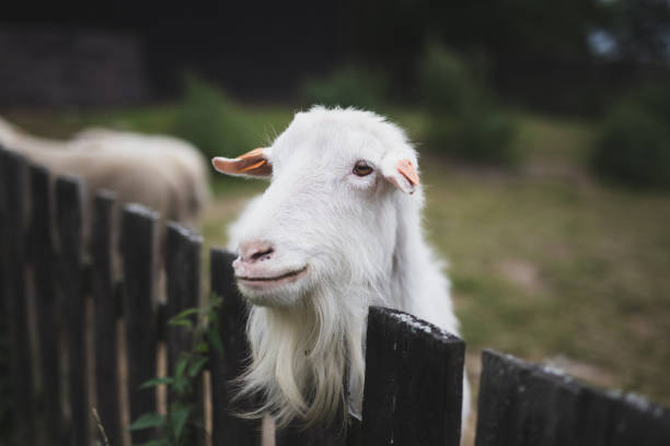 istock Goat, Feeding the goat, Farm, Cap 1408735438
