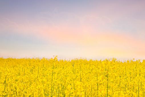 Canola field at sunset with haze rising. Beautiful cloud discolored by haze and sunset.