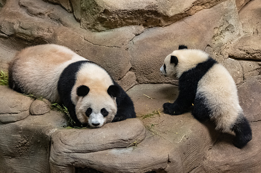 Giant pandas, baby panda and her mom together