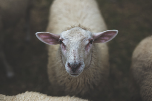 White lamb isolated on black. Closeup of a young sheep looking at camera with copy space on black background.