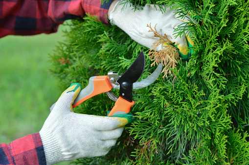 a close-up of the hands of a gardener in a red plaid shirt, who is pruning dry yellow branches of thuja with a pruner.